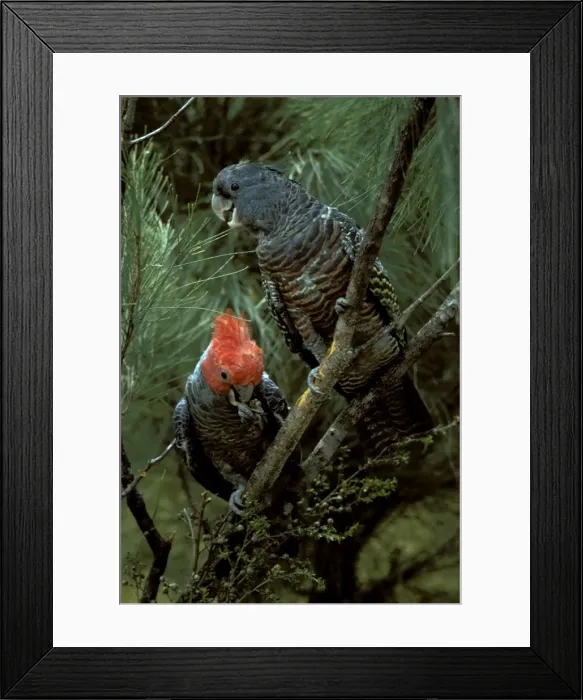 Framed Print : Picture No. 10865327 Framed Print : Picture No. 10865327