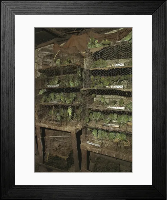 Framed Print : Picture No. 10865328