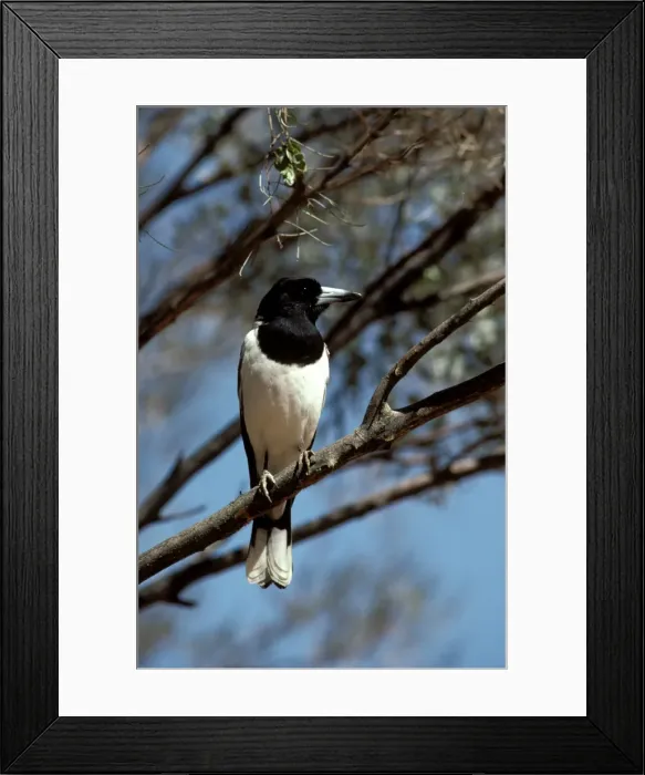 Framed Print : Picture No. 10865331 Framed Print : Picture No. 10865331