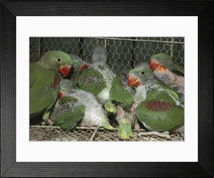 Framed Print : Picture No. 10865329 Framed Print : Picture No. 10865329