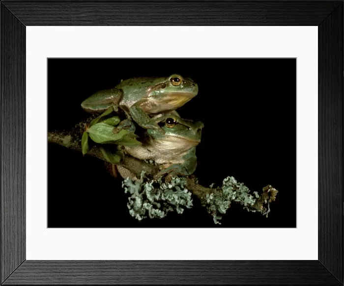 Framed Print : Picture No. 10865334 Framed Print : Picture No. 10865334