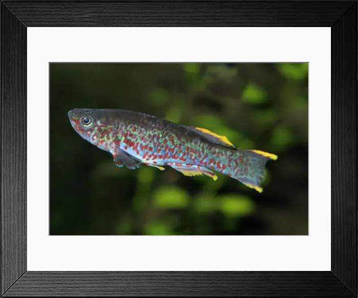 Framed Print : Picture No. 10865844 Framed Print : Picture No. 10865844