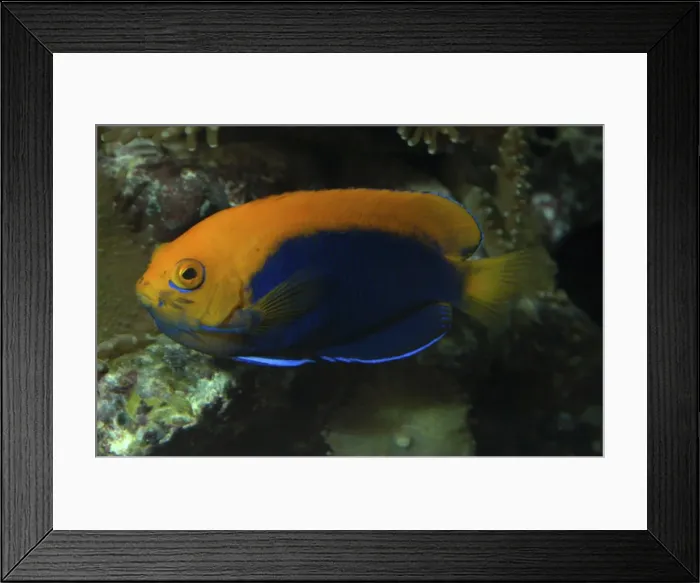 Framed Print : Picture No. 10865849 Framed Print : Picture No. 10865849