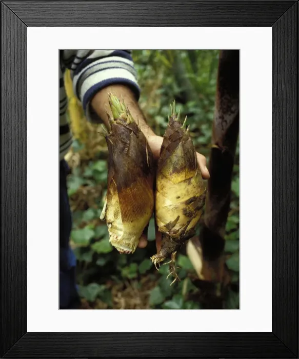 Framed Print : Picture No. 10865914 Framed Print : Picture No. 10865914