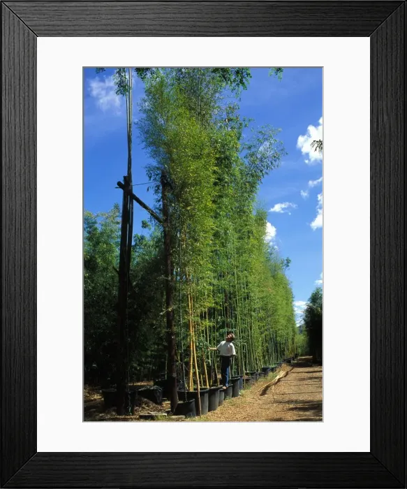 Framed Print : Picture No. 10865916 Framed Print : Picture No. 10865916
