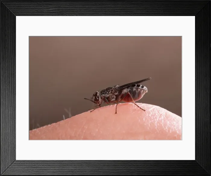 Framed Print : Picture No. 10865948 Framed Print : Picture No. 10865948