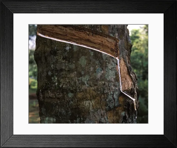 Framed Print : Picture No. 10866002 Framed Print : Picture No. 10866002