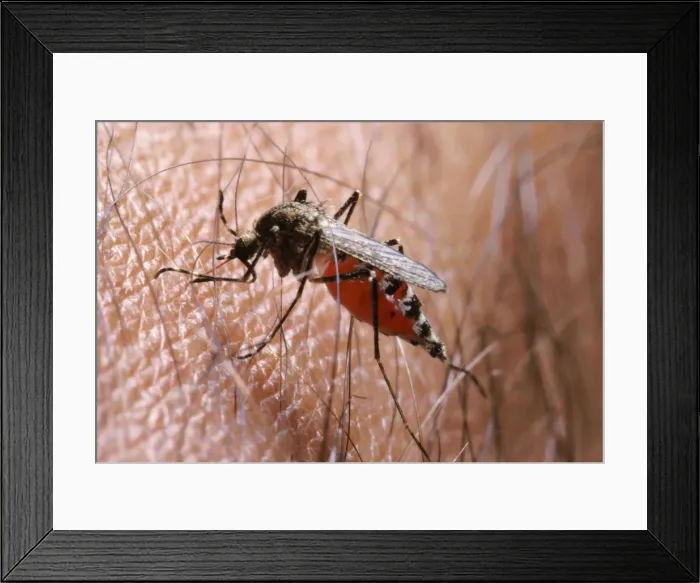 Framed Print : Picture No. 10866012 Framed Print : Picture No. 10866012