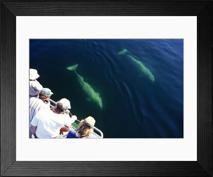 Framed Print : Picture No. 10866057 Framed Print : Picture No. 10866057