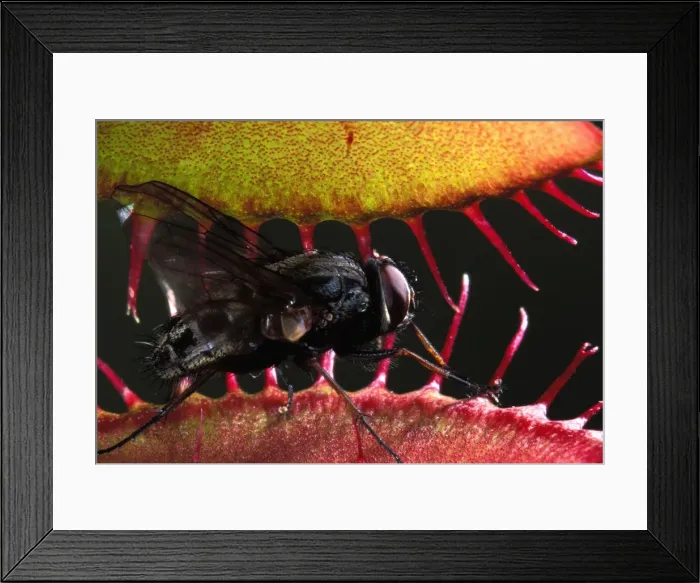 Framed Print : Picture No. 10866021 Framed Print : Picture No. 10866021