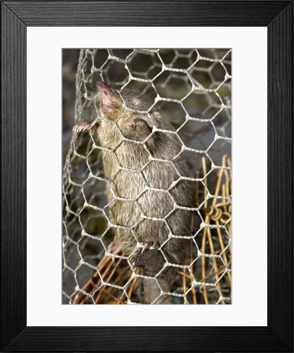 Framed Print : Picture No. 10866109 Framed Print : Picture No. 10866109