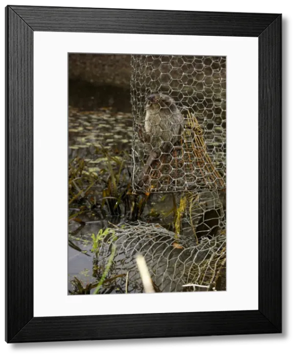 Framed Print : Picture No. 10866108 Framed Print : Picture No. 10866108