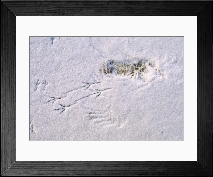 Framed Print : Picture No. 10866013 Framed Print : Picture No. 10866013