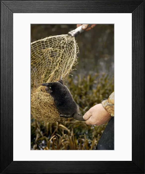 Framed Print : Picture No. 10866111 Framed Print : Picture No. 10866111