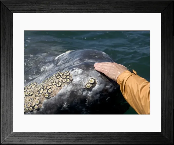 Framed Print : Picture No. 10866271 Framed Print : Picture No. 10866271