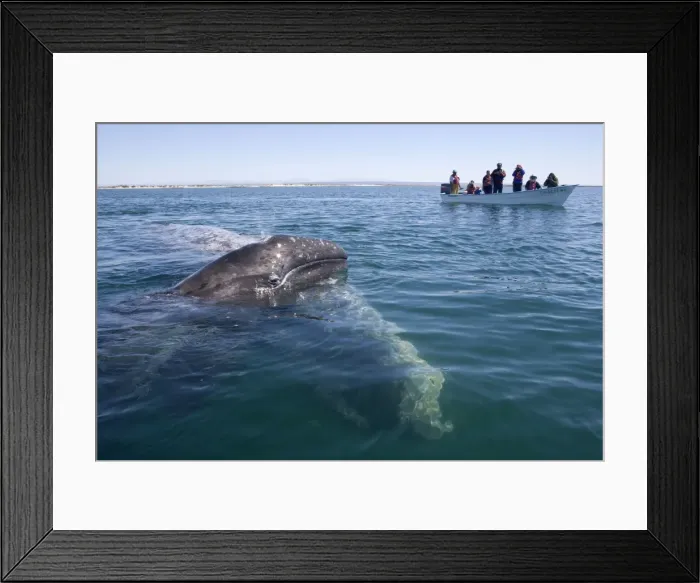 Framed Print : Picture No. 10866294