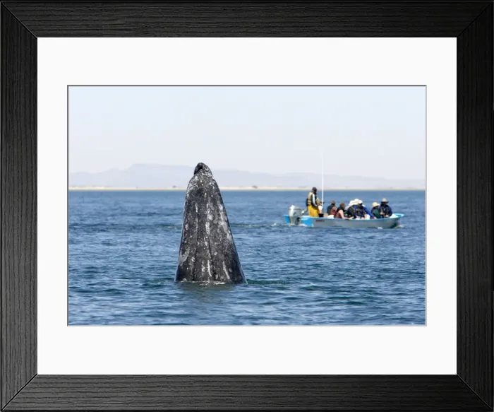 Framed Print : Picture No. 10866283 Framed Print : Picture No. 10866283