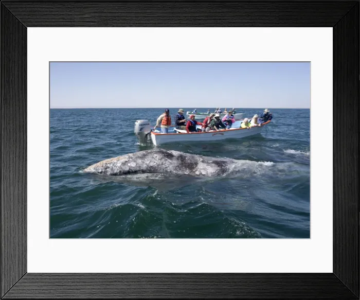 Framed Print : Picture No. 10866274 Framed Print : Picture No. 10866274