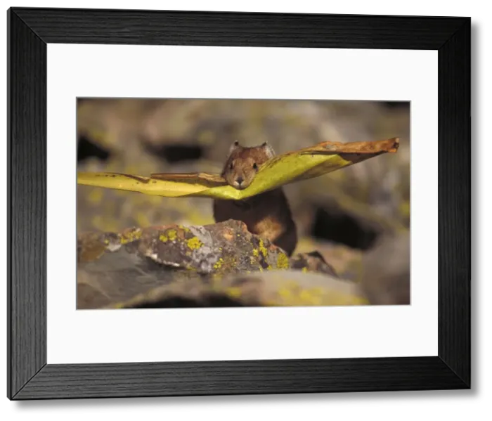 Framed Print : Picture No. 10866473 Framed Print : Picture No. 10866473