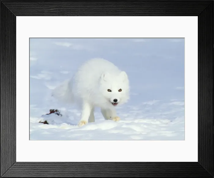 Framed Print : Picture No. 10866389 Framed Print : Picture No. 10866389