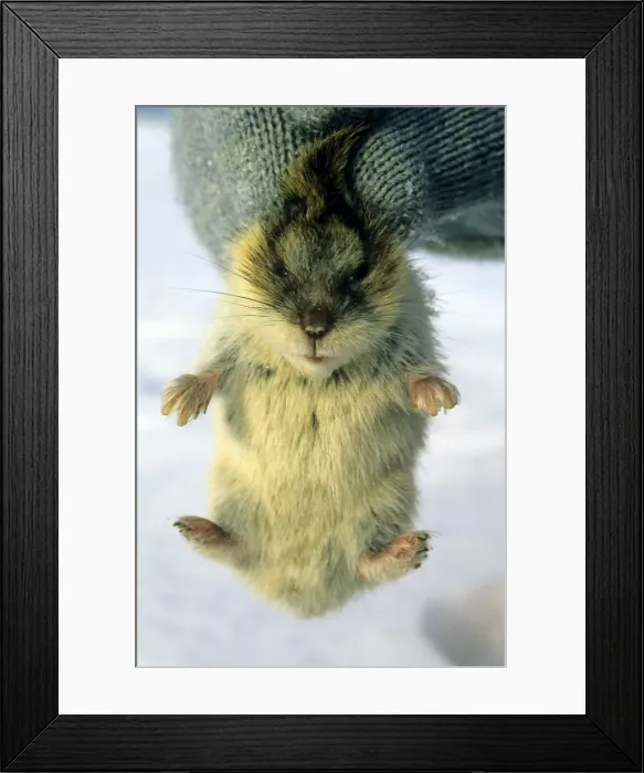 Framed Print : Picture No. 10866398 Framed Print : Picture No. 10866398