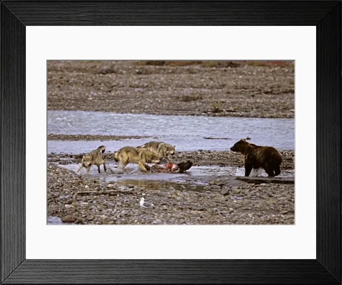 Framed Print : Picture No. 10866513 Framed Print : Picture No. 10866513