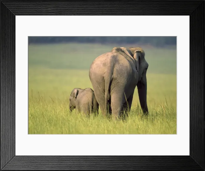 Framed Print : Picture No. 10859256 Framed Print : Picture No. 10859256