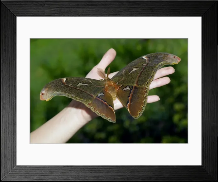 Framed Print : Picture No. 10866344 Framed Print : Picture No. 10866344