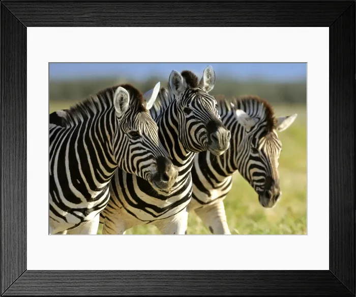 Framed Print : Picture No. 10866677 Framed Print : Picture No. 10866677