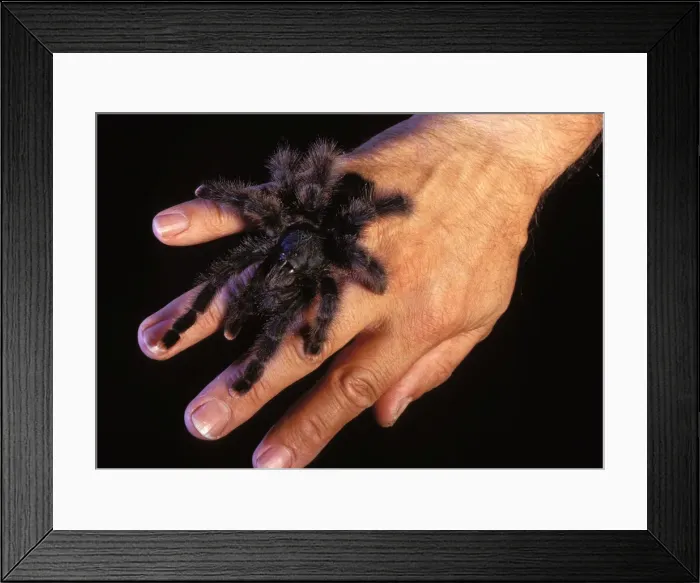 Framed Print : Picture No. 10866598 Framed Print : Picture No. 10866598