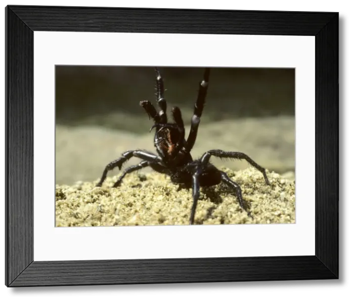Framed Print : Picture No. 10866698