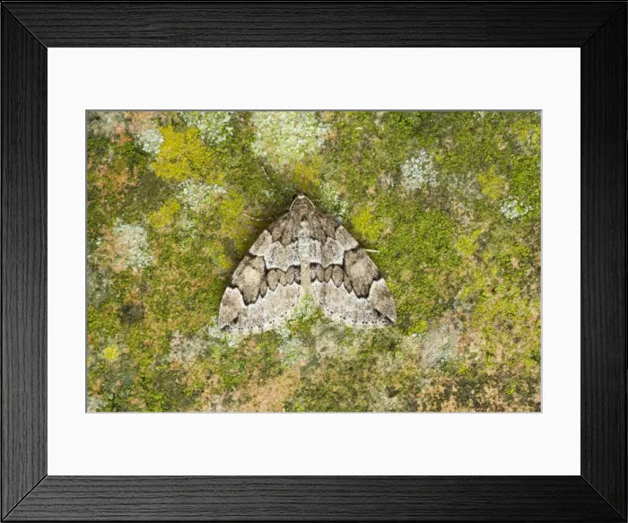 Framed Print : Picture No. 10866681 Framed Print : Picture No. 10866681