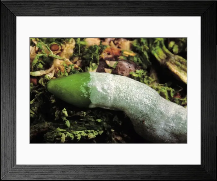 Framed Print : Picture No. 10866606