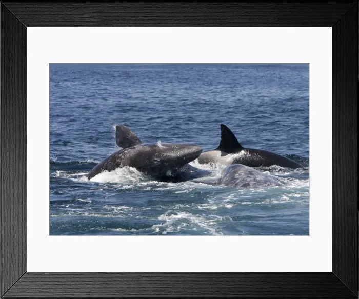 Framed Print : Picture No. 10866762 Framed Print : Picture No. 10866762