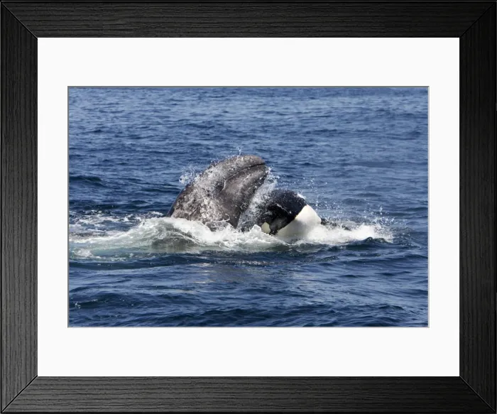 Framed Print : Picture No. 10866763 Framed Print : Picture No. 10866763