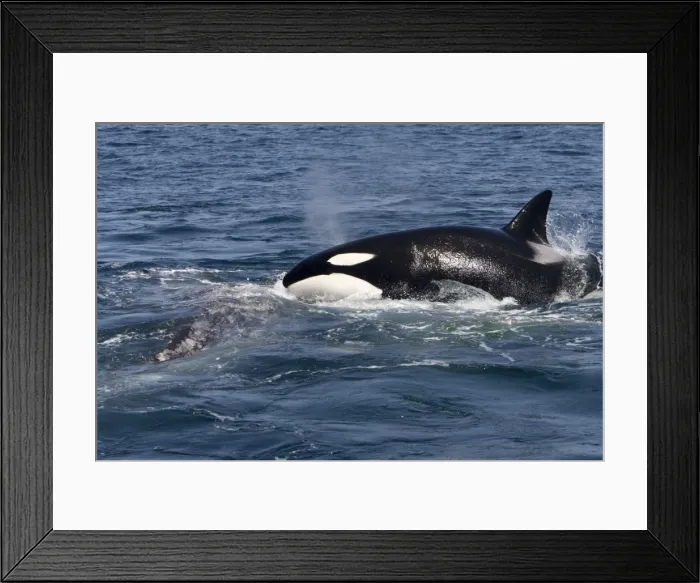 Framed Print : Picture No. 10866765