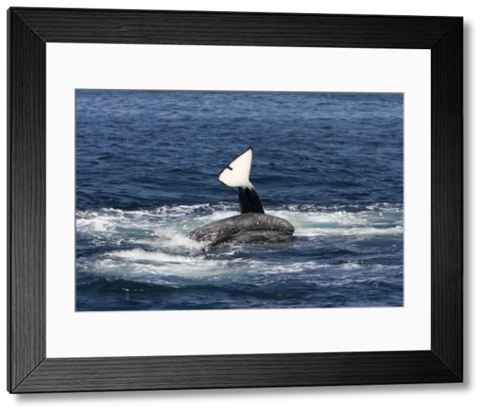 Framed Print : Picture No. 10866766 Framed Print : Picture No. 10866766
