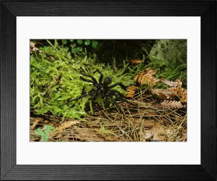 Framed Print : Picture No. 10866701 Framed Print : Picture No. 10866701