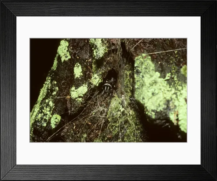 Framed Print : Picture No. 10866700 Framed Print : Picture No. 10866700