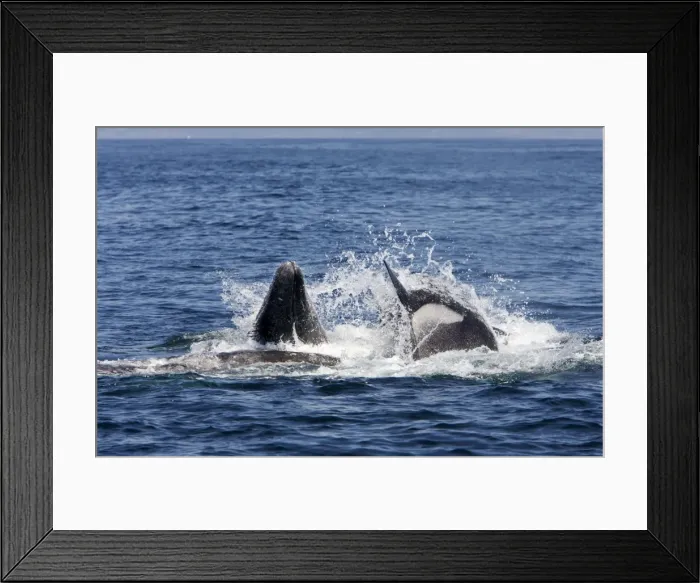 Framed Print : Picture No. 10866770 Framed Print : Picture No. 10866770