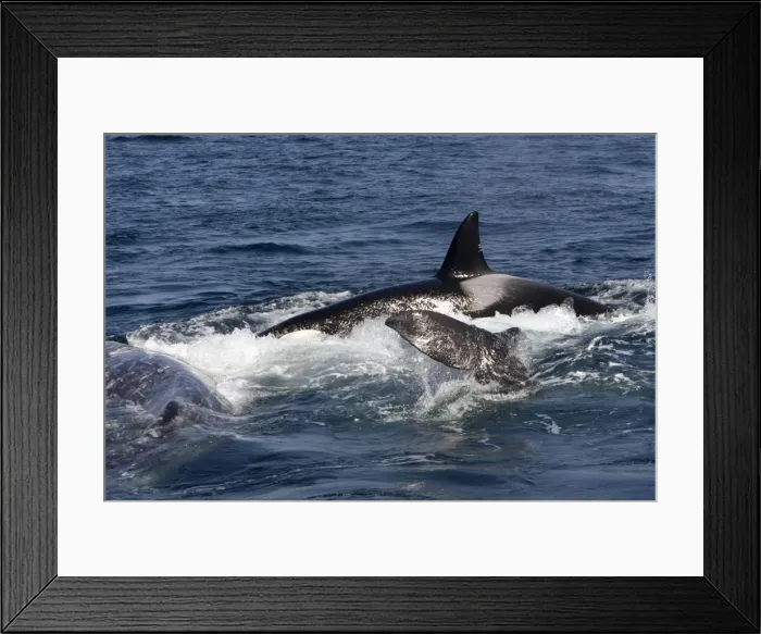 Framed Print : Picture No. 10866764 Framed Print : Picture No. 10866764