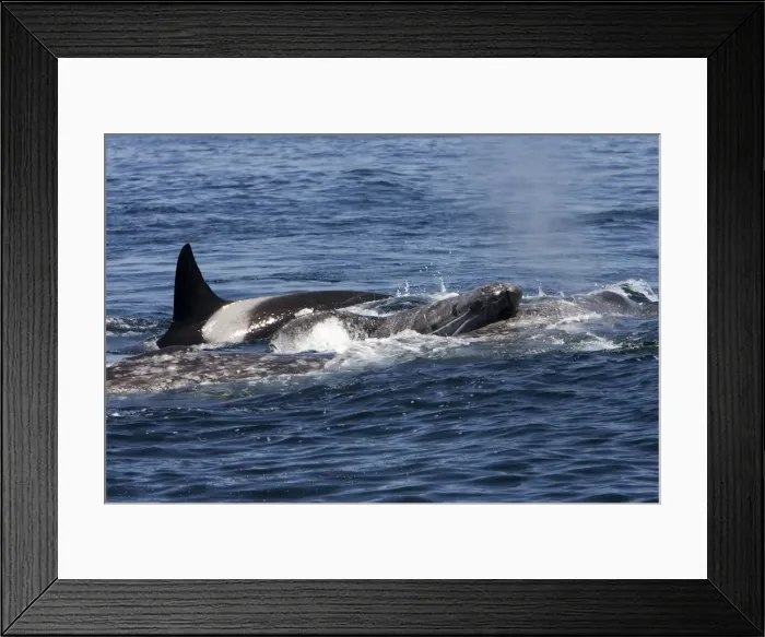 Framed Print : Picture No. 10866768 Framed Print : Picture No. 10866768