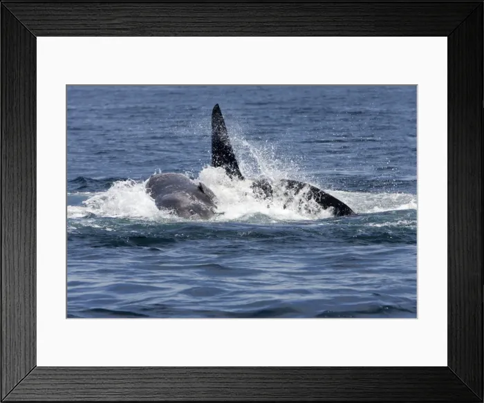 Framed Print : Picture No. 10866772 Framed Print : Picture No. 10866772