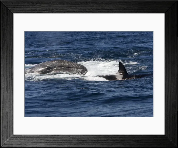 Framed Print : Picture No. 10866771 Framed Print : Picture No. 10866771