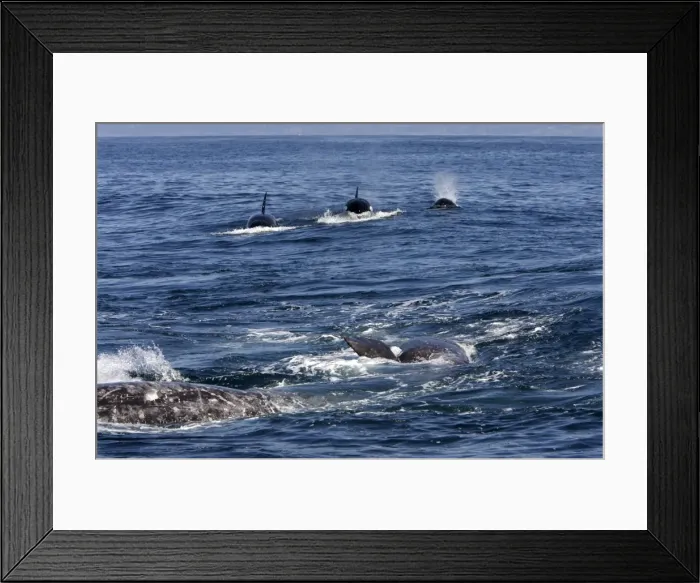 Framed Print : Picture No. 10866769 Framed Print : Picture No. 10866769