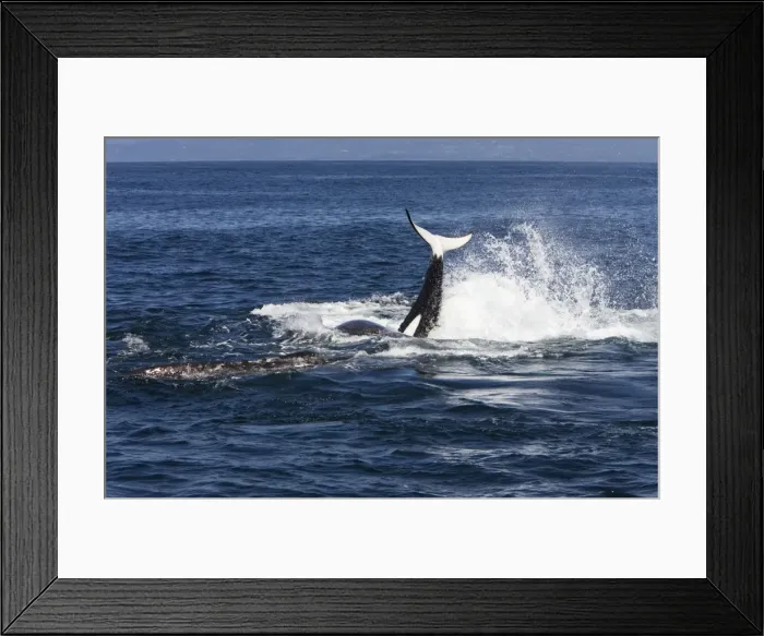 Framed Print : Picture No. 10866767 Framed Print : Picture No. 10866767