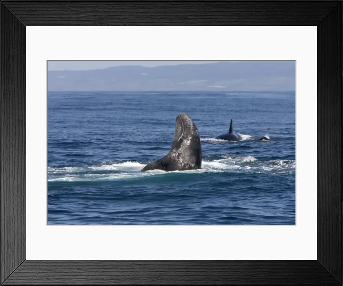 Framed Print : Picture No. 10866775 Framed Print : Picture No. 10866775