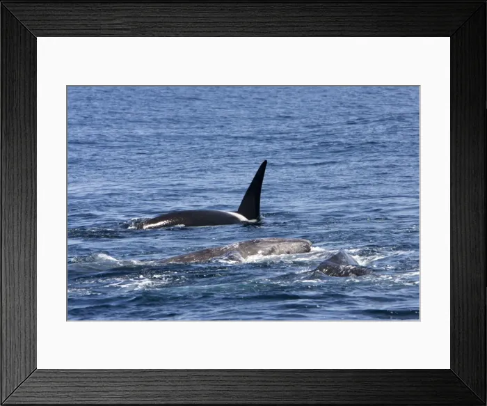 Framed Print : Picture No. 10866774 Framed Print : Picture No. 10866774