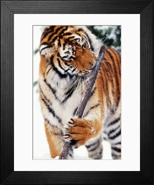 Framed Print : Picture No. 10867019 Framed Print : Picture No. 10867019