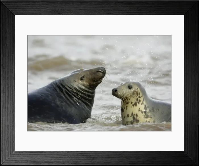 Framed Print : Picture No. 10867021 Framed Print : Picture No. 10867021